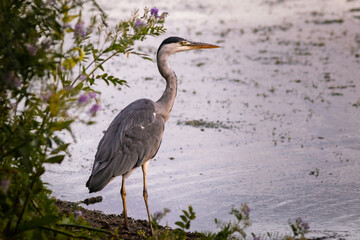 Grey Heron (Ardea cinerea) standing on the edge of a lake