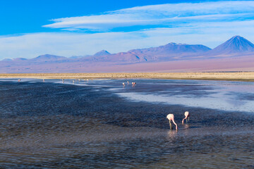 Hermosa postal de flamencos en Laguna Chaxa. Desierto de atacama, Chile.