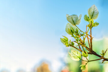 Abstract spring background with bokeh effects. Closeup of spring white flowers. Blur and abstract background.