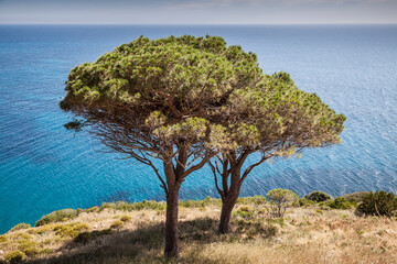Fototapeta na wymiar Pine tree at the west coast of Elba, Pomonte, Tuscany, Italy