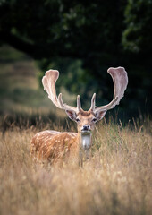 Fallow Deer (Dama dama) standing in a field