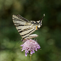 Iphiclides podalirius, Scarce swallowtail, Sail swallowtail, Pear-tree swallowtail