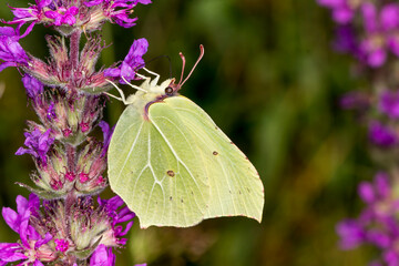 Gonepteryx rhamni, Common Brimstone, Brimstone on  Purple loosestrife, Lythrum salicaria, Germany, Europe