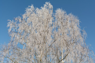 Hoarfrost On Birch Trees, Bright Blue Sky