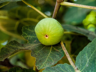 fig