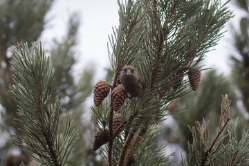 Common Red Crossbill (Loxia curvirostra) eating a pine cone