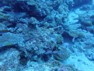 coral reef