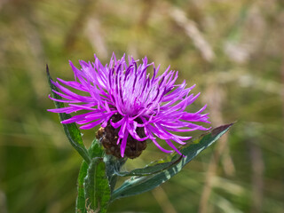 cornflower