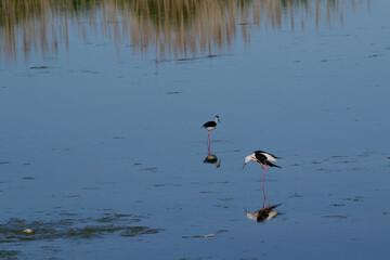 Birds In Lake Neusiedl - Stilt