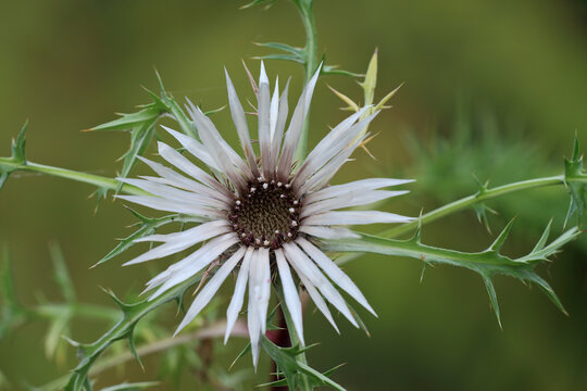 Silver Thistle