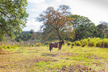 Panama Guyabal Cochea horse looks into the camera