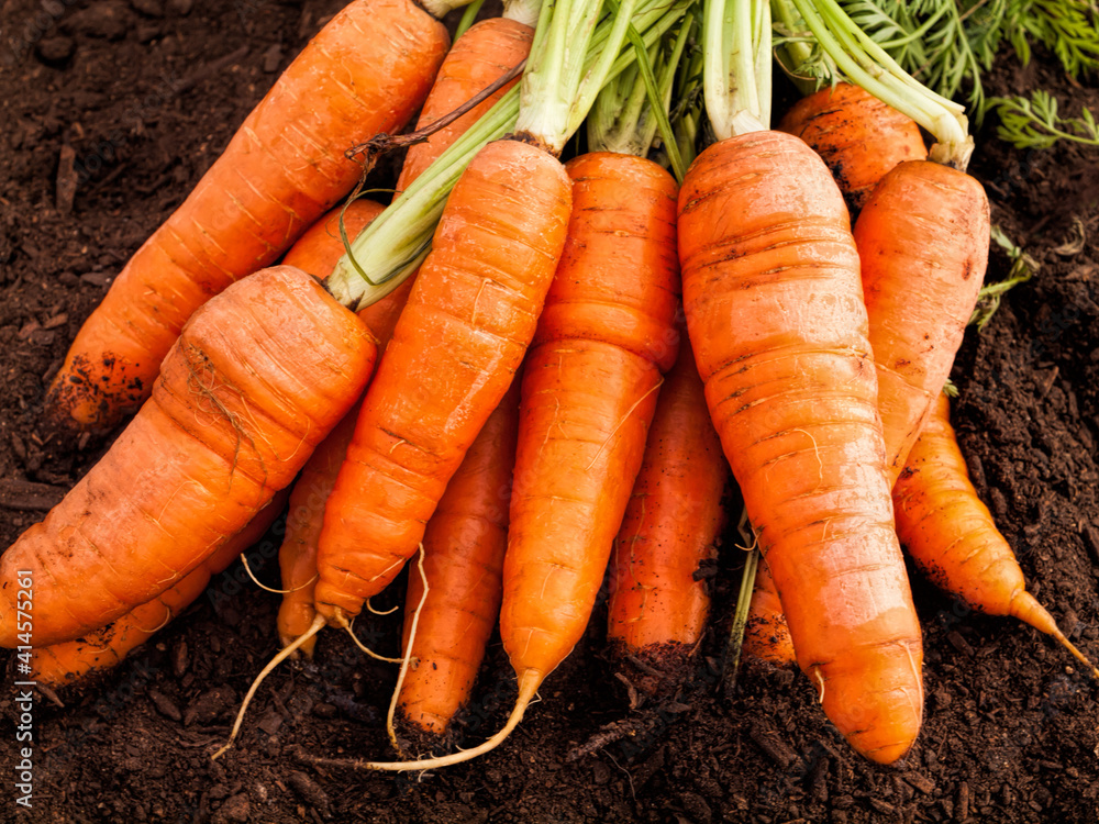 Wall mural carrots