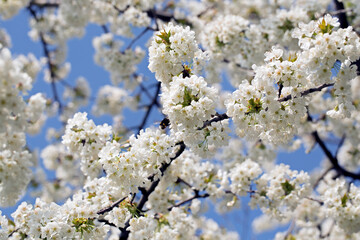 Close-up Of Blooming Cherry Branches