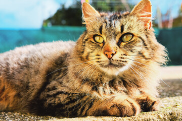Amazing Cat