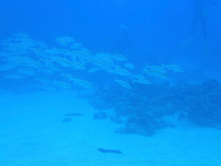 Fototapeta na wymiar coral reef in the blue sea