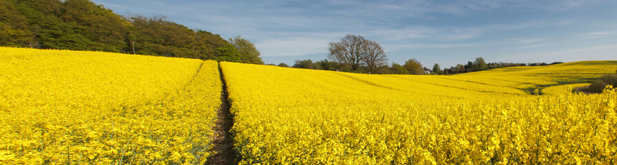 Obraz premium Rape Field