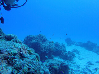 scuba diver and coral reef