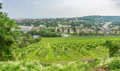 Fototapeta na wymiar Areal view of Vineyard in the western part of the City of Vienna