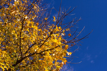 Naklejka na ściany i meble Yellow Maple Leaves In Front Of Intensive Blue Sky