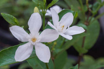 Wrightia antidysenterica flower blooming.