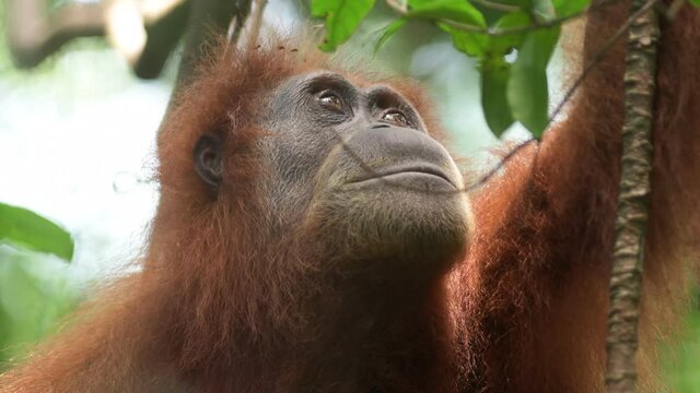 Sumatran orangutan (Pongo abelii), wild adult female looking around the forest canopy. Bukit Lawang, North Sumatra