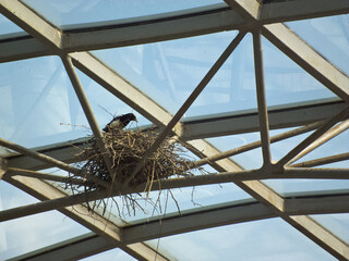nest building