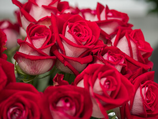 Royal Rose, exhibition, Poland