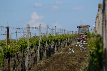 Tractor Cultivating Wine-growing Region