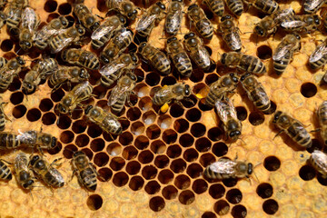 Bees And Larvae In Honeycomb