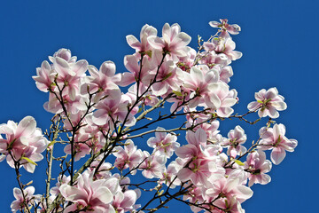 Magnolia On Blue Sky