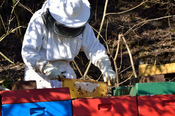 Beekeepers Controlled Honeycomb In His Hive