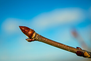 Chestnut Bud Against Blue Background