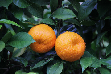 Tangerines On The Tree