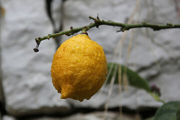 Lemon On The Tree