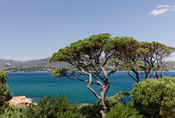 Fototapeta na wymiar Pinus halepensis, Aleppo Pine in Saint-Tropez, French Riviera, Southern France