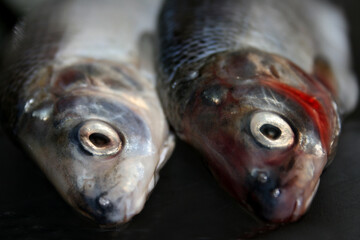 Both Ready For Cooking