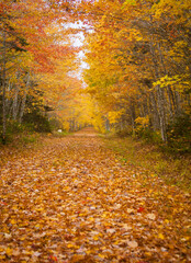 footpath of fallen leaves in Prince Edward Island