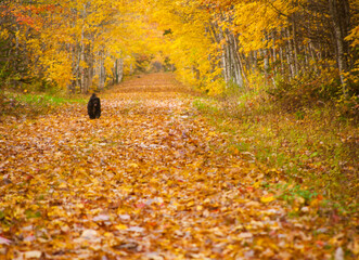 footpath of fallen leaves in Prince Edward Island