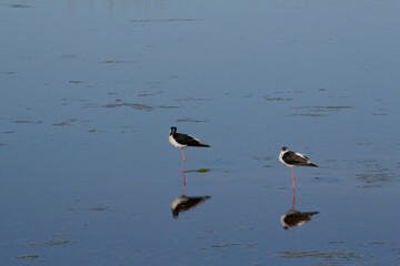 Stilt In Lake Neusiedl Are Reflected In