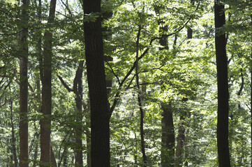 Fototapeta premium Forest