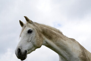Horse Head Of A White Horse
