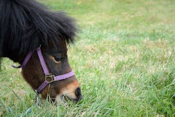 Pony Eating In The Meadow