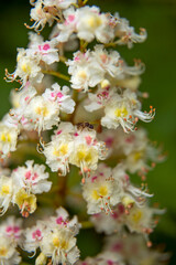 Flower Of The Ordinary Horse Chestnut, Aesculus Hippocastanum