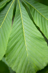 Journal Of The Ordinary Horse Chestnut, Aesculus Hippocastanum