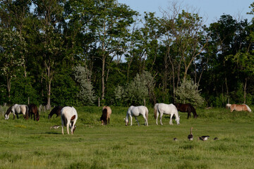 Fototapeta na wymiar Numerous Horses In The Pasture