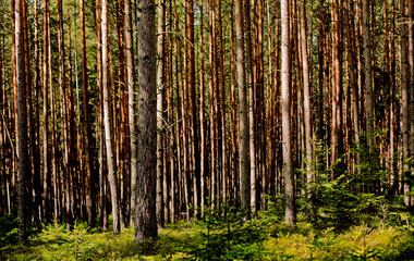 Fototapeta na wymiar Pine Forest, Thuringia, Germany