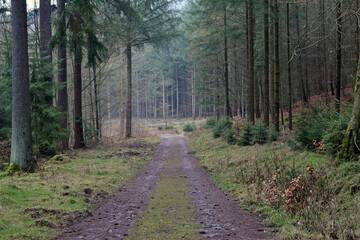 Obraz premium Forest Path