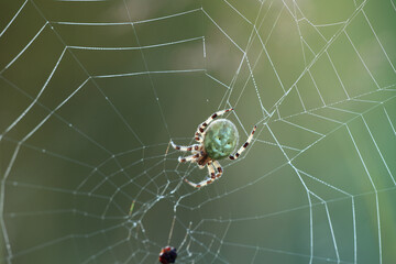 Cross Spider