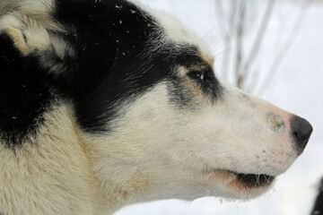 Sled dogs rest in the snow after a trip