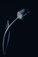 Single black and white not bloomed tulip on a black background